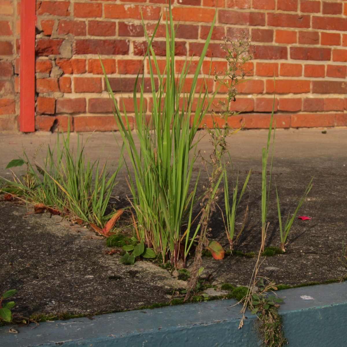 An einem Naturpark-Bahnhof grünt es natürlich in allen Fugen